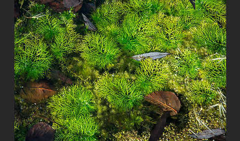 Wasserfeder (Hottonia palustris)