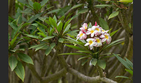 Rote Frangipani (Plumeria rubra)