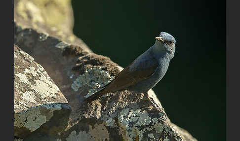 Blaumerle (Monticola solitarius)