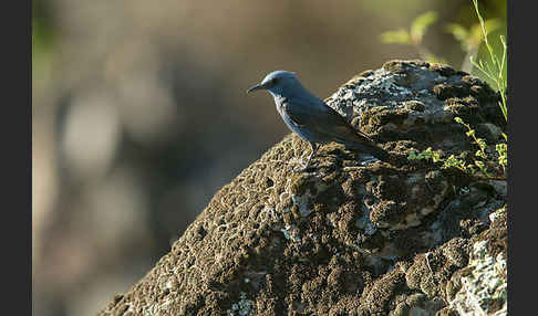 Blaumerle (Monticola solitarius)