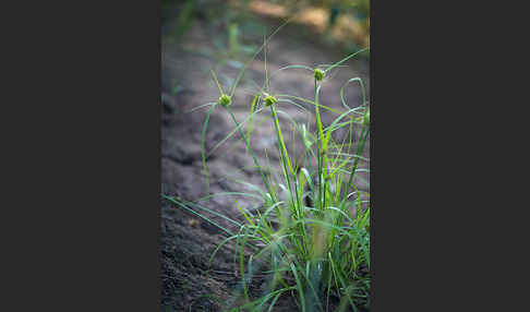 Zypergras-Segge (Carex bohemica)