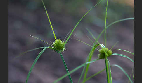 Zypergras-Segge (Carex bohemica)