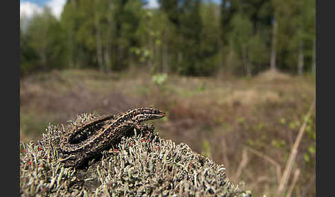Waldeidechse (Lacerta vivipara)