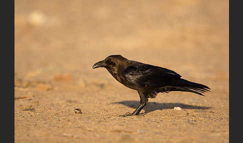 Wüstenrabe (Corvus ruficollis)
