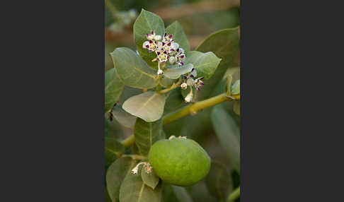 Fettblattbaum (Calotropis procera)