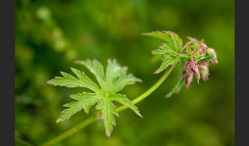 Wald-Storchschnabel (Geranium sylvaticum)