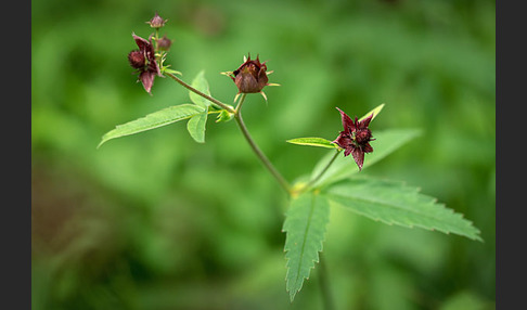 Sumpfblutauge (Potentilla palustris)