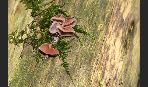 Judasohr (Auricularia auricula-judae)