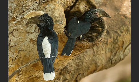 Silberwangen-Hornvogel (Bycanistes brevis)