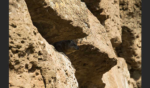 Klippschliefer (Procavia capensis)
