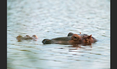 Flusspferd (Hippopotamus amphibius)