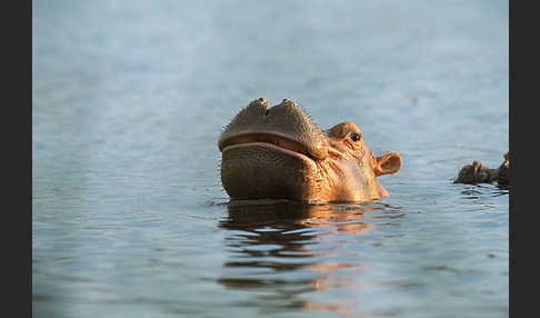 Flusspferd (Hippopotamus amphibius)