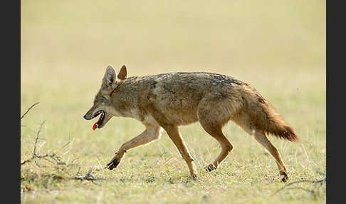 Afrikanischer Goldwolf (Canis anthus)
