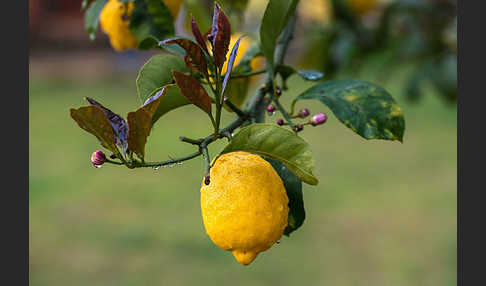 Zitrone (Citrus × limon)