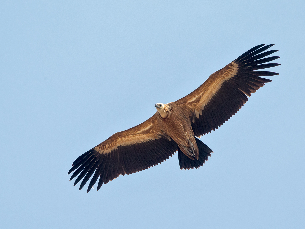 Der Gänsegeier - Fokus-Natur.de