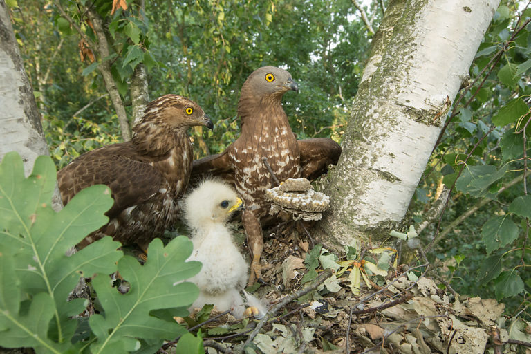 Wespenbussard, Fütterung, Horst, Nest, B - Fokus-Natur.deFokus-Natur.de