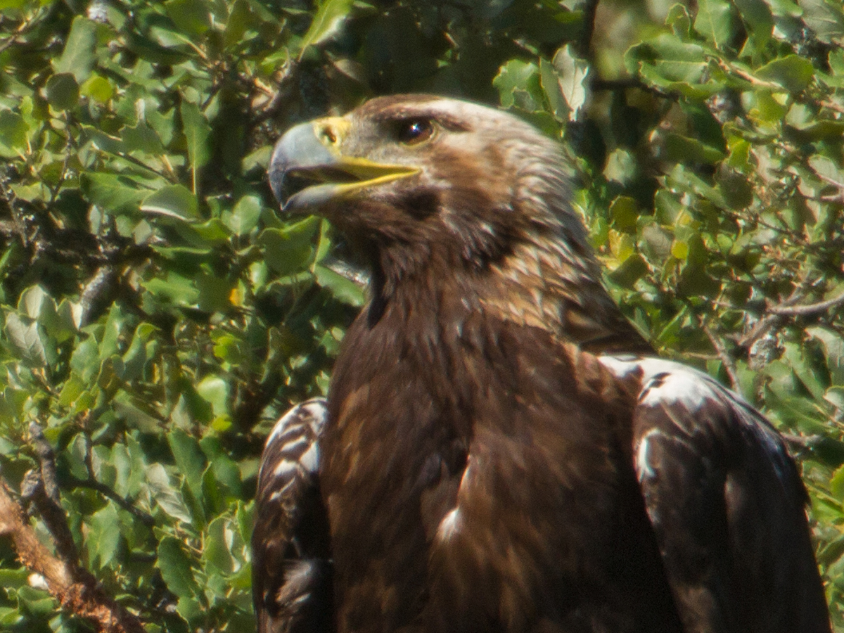 Der Spanische oder Westliche Kaiseradler - Fokus-Natur.de