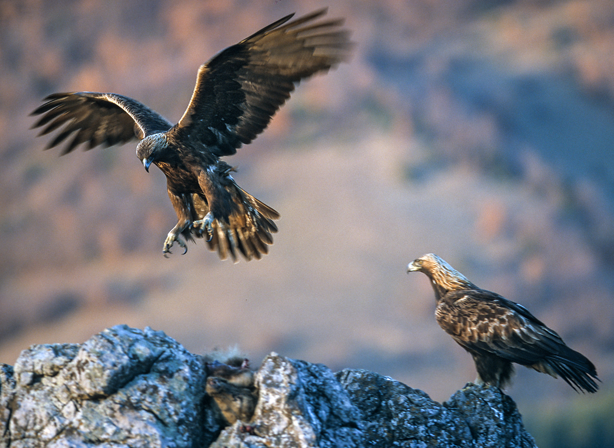 Der Steinadler Fokus Natur De