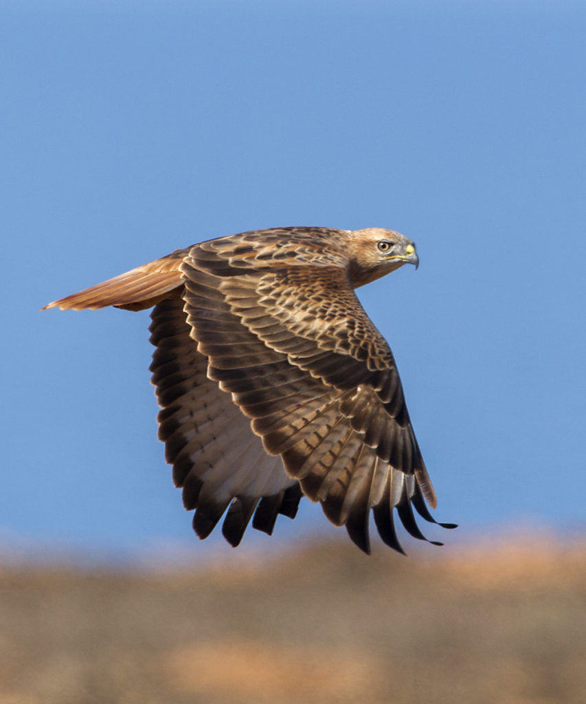 Adlerbussard; Buteo rufinus; Long-legged Buzzard; Morocco; birds; falconiformes; flight; flug; greifvögel; juv.; marokko; pröhl; raptors; vögel