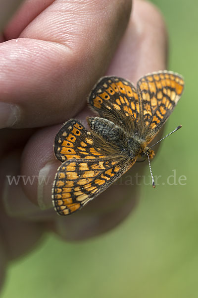 Abbiß-Scheckenfalter (Eurodryas aurinia)