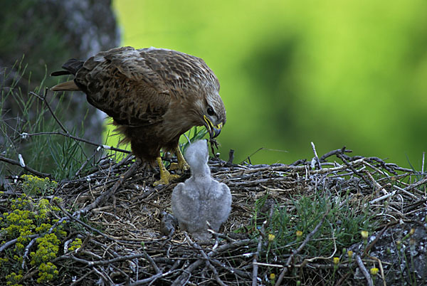 Adlerbussard (Buteo rufinus)