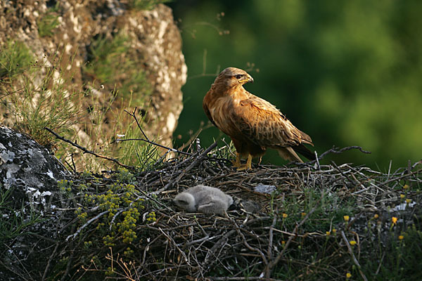 Adlerbussard (Buteo rufinus)