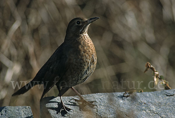 Amsel (Turdus merula)