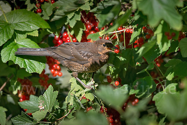 Amsel (Turdus merula)