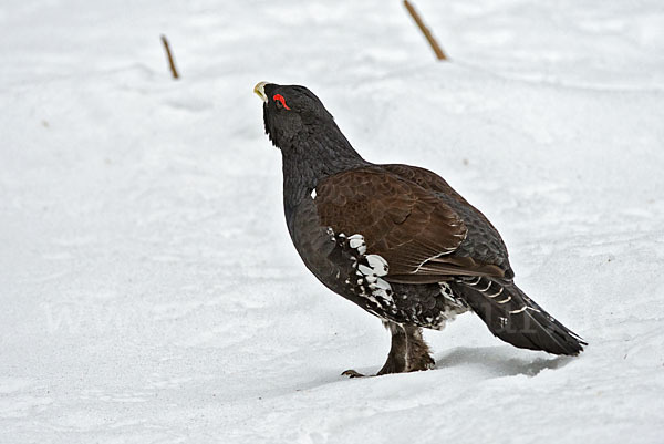 Auerhuhn (Tetrao urogallus)