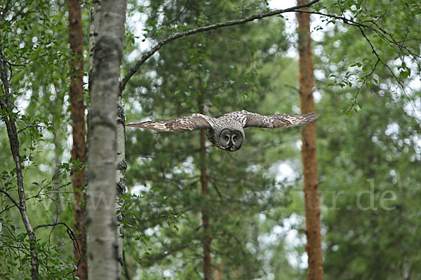 Bartkauz (Strix nebulosa)