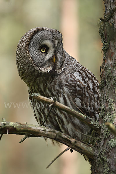 Bartkauz (Strix nebulosa)