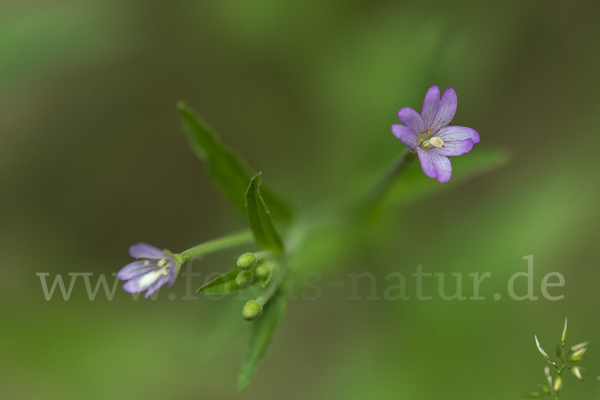 Berg-Weidenröschen (Epilobium montanum)