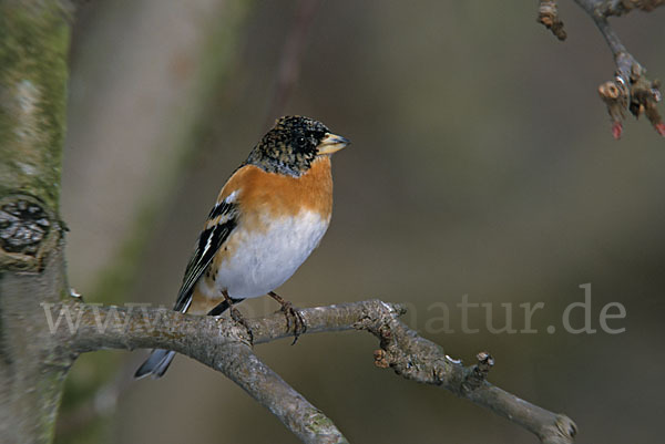 Bergfink (Fringilla montifringilla)