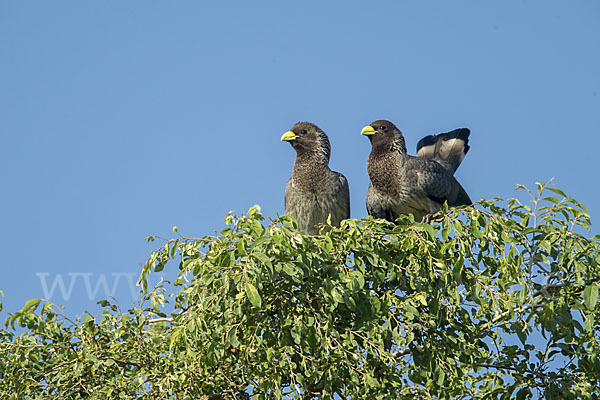 Bindenlärmvogel (Crinifer zonurus)