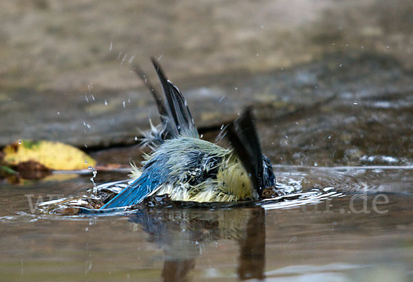 Blaumeise (Parus caeruleus)