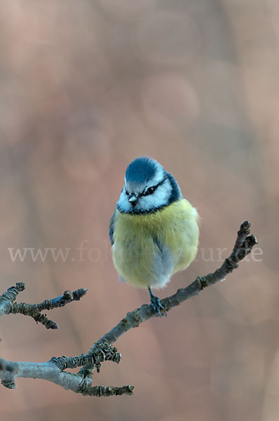 Blaumeise (Parus caeruleus)