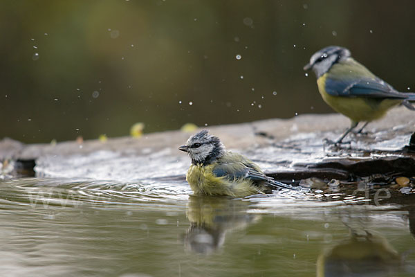 Blaumeise (Parus caeruleus)