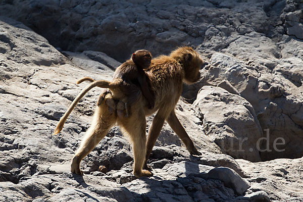 Blutbrustpavian (Theropithecus gelada)