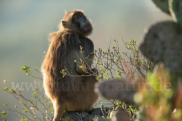 Blutbrustpavian (Theropithecus gelada)