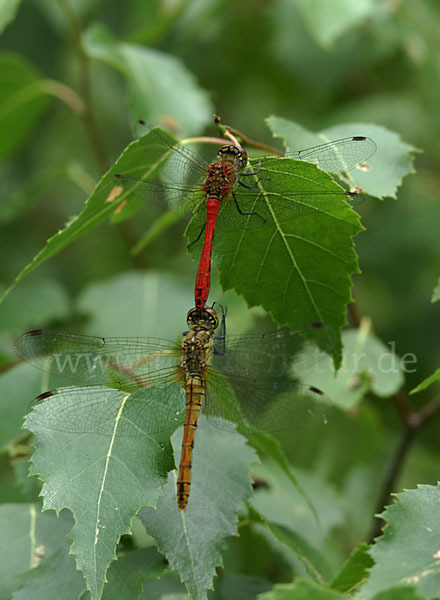 Blutrote Heidelibelle (Sympetrum sanguineum)