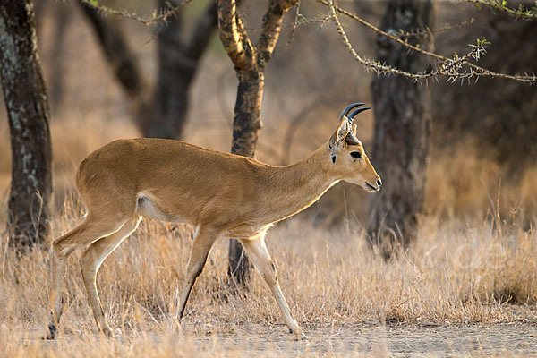 Bohorriedbock (Redunca bohor)