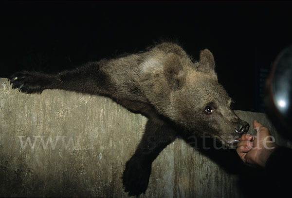 Braunbär (Ursus arctos)