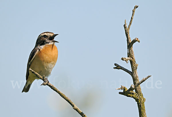 Braunkehlchen (Saxicola rubetra)