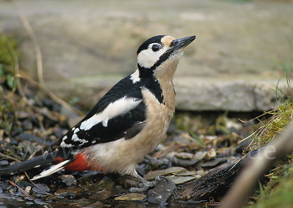 Buntspecht (Dendrocopos major)