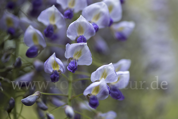 Chinesischer Blauregen (Wisteria sinensis)