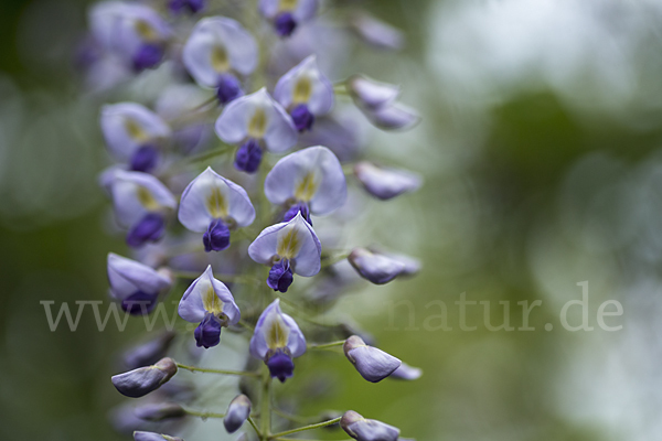 Chinesischer Blauregen (Wisteria sinensis)