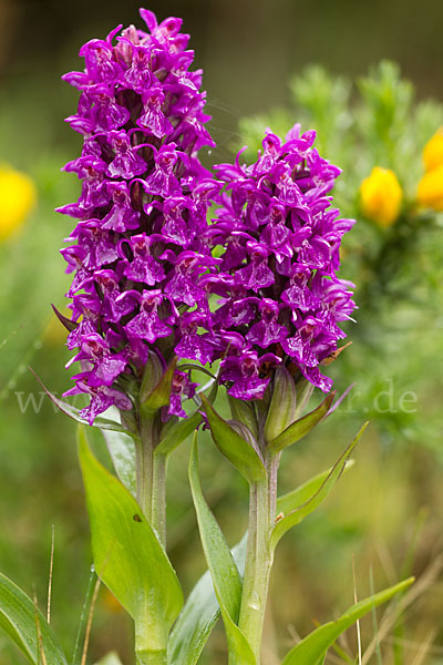 Dactylorhiza purpurella (Purpurrotes Knabenkraut)