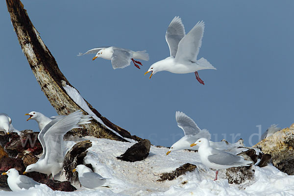 Eismöwe (Larus hyperboreus)