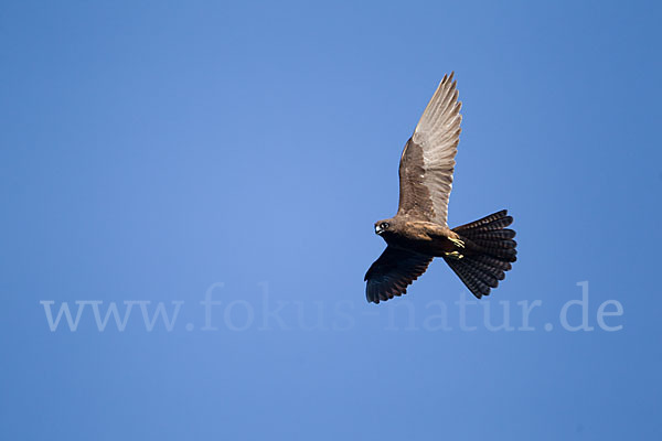 Eleonorenfalke (Falco eleonorae)