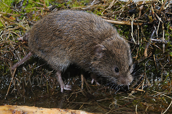 Erdmaus (Microtus agrestis)